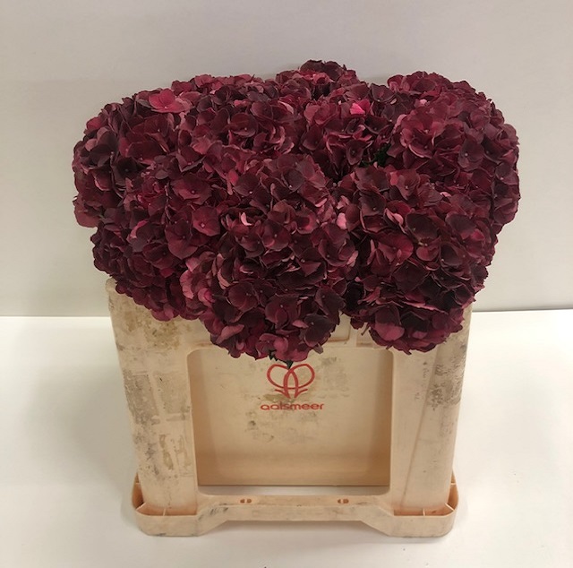 Hydrangea mag dark ruby class.jpg